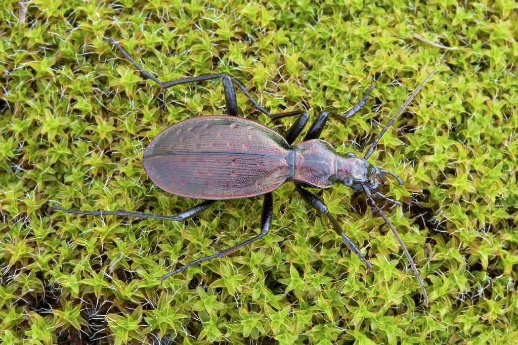 Carabus creutzeri dal Monte San Primo